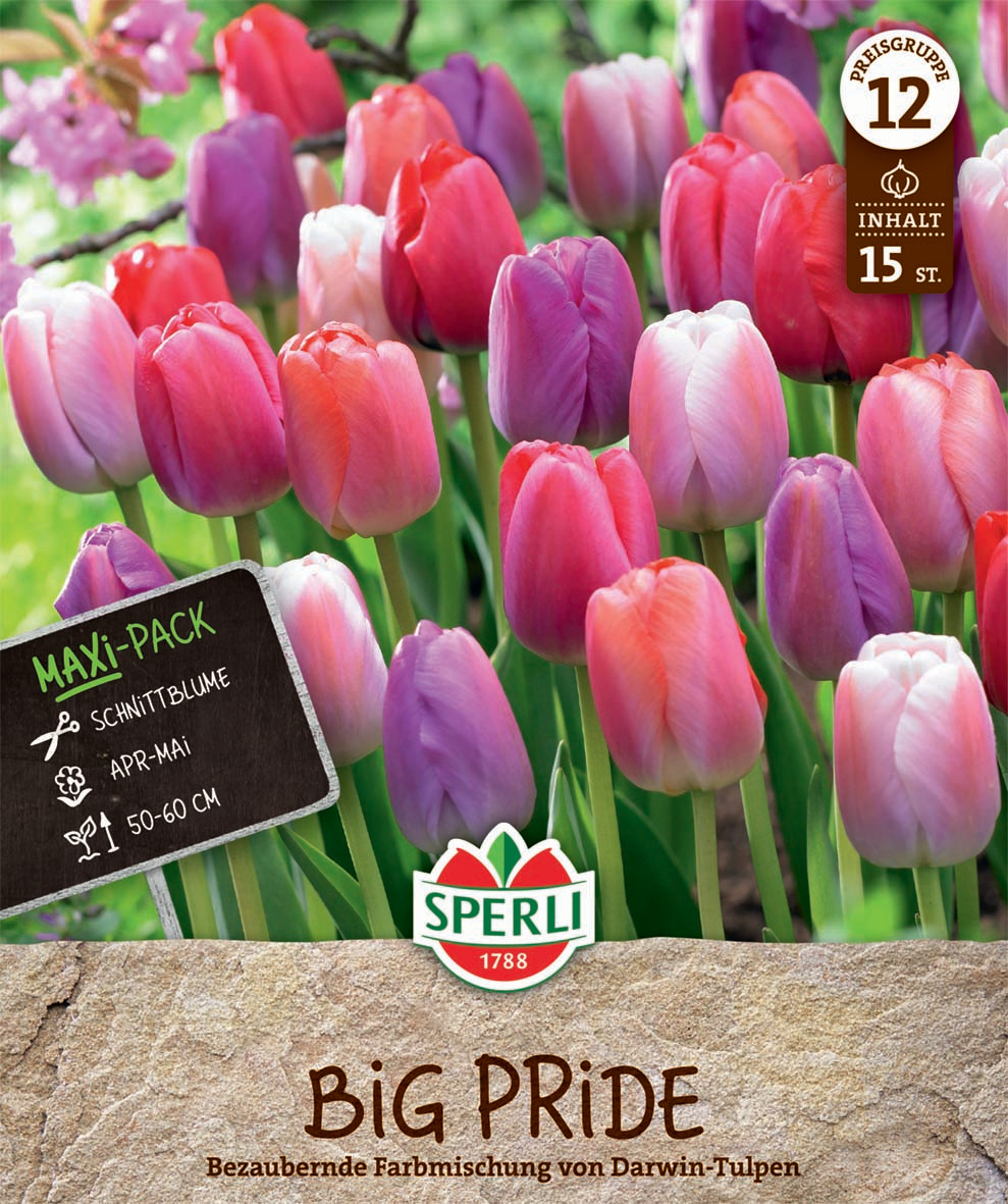Maxi Tulpen Big Pride Mischung