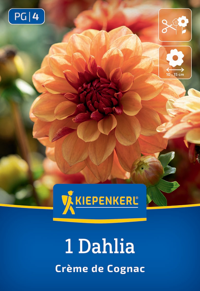 Seerosen-Dahlie Crème de Cognac