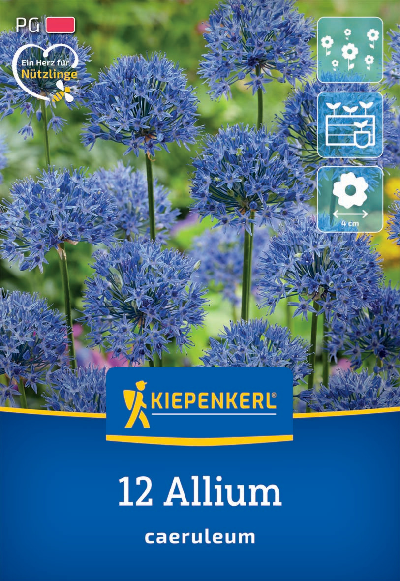 Zierlauch A. caeruleum Zierlauch A. caeruleum