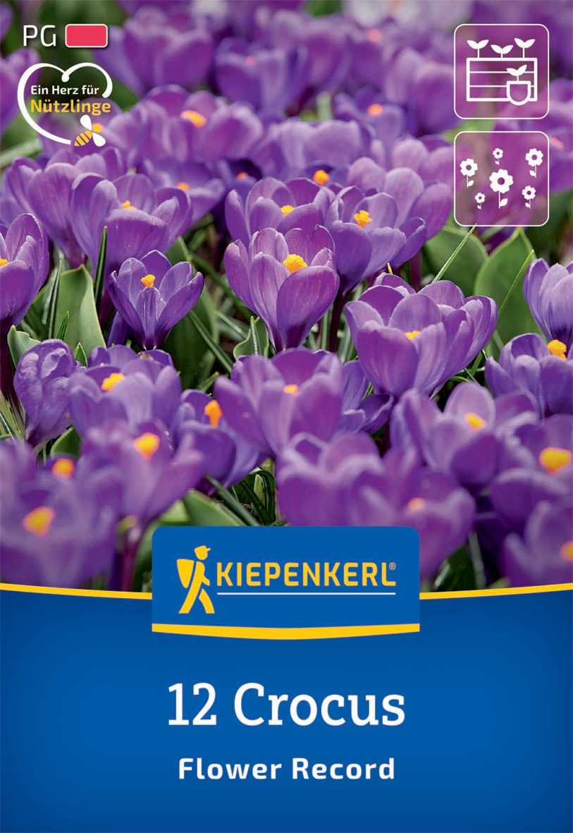 Großblumiger Krokus Flower Record