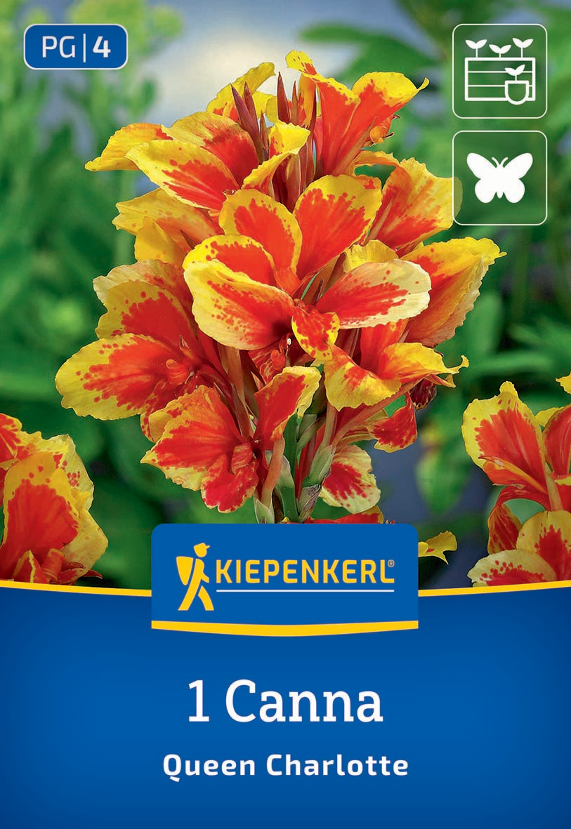 Blumenrohr Queen Charlotte Blumenrohr Queen Charlotte