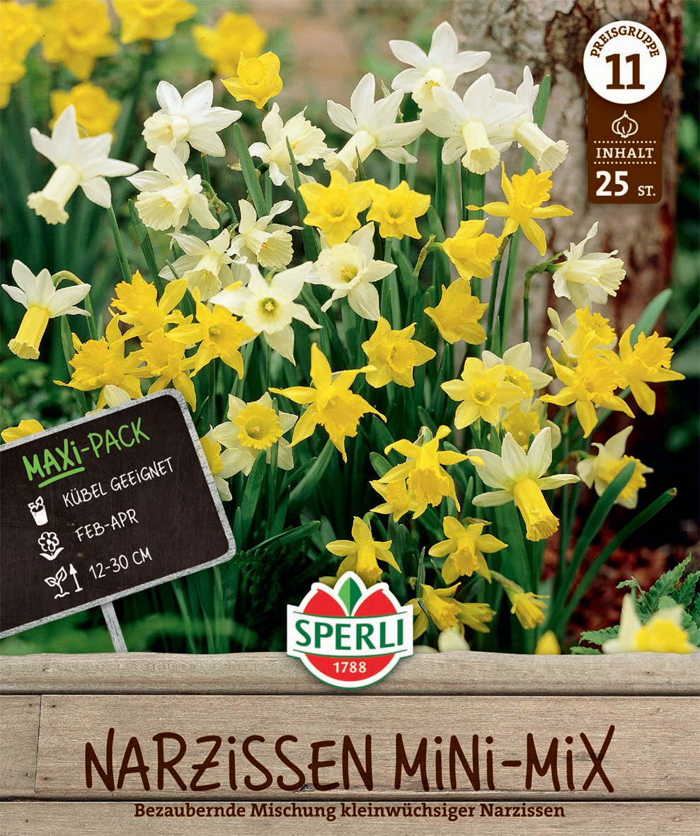 Maxi Narzissen Botanischer Mix Maxi Narzissen Botanischer Mix