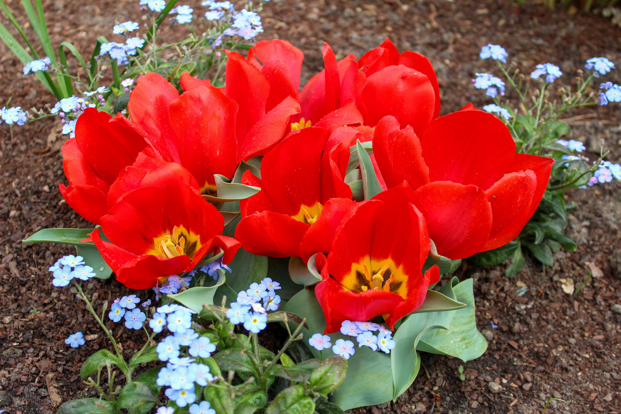 Fosteriana-Tulpen Princeps Fosteriana-Tulpen Princeps