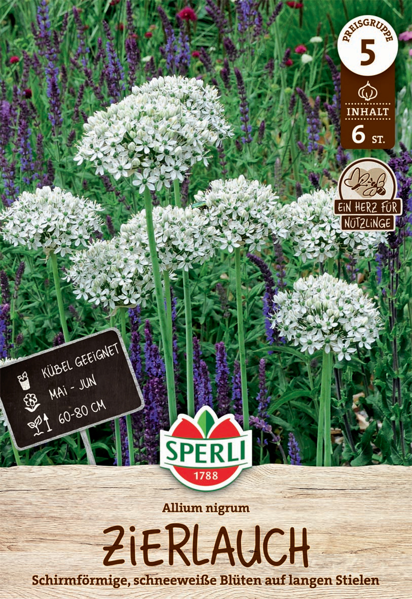 Zierlauch Allium nigrum