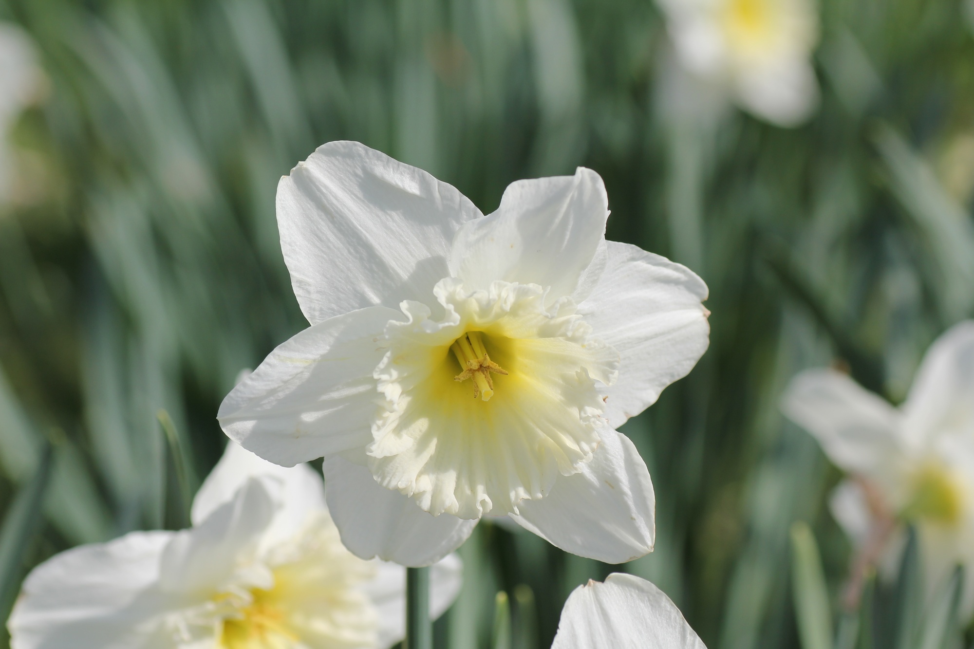 Großkronige Narzissen Ice Follies Großkronige Narzissen Ice Follies