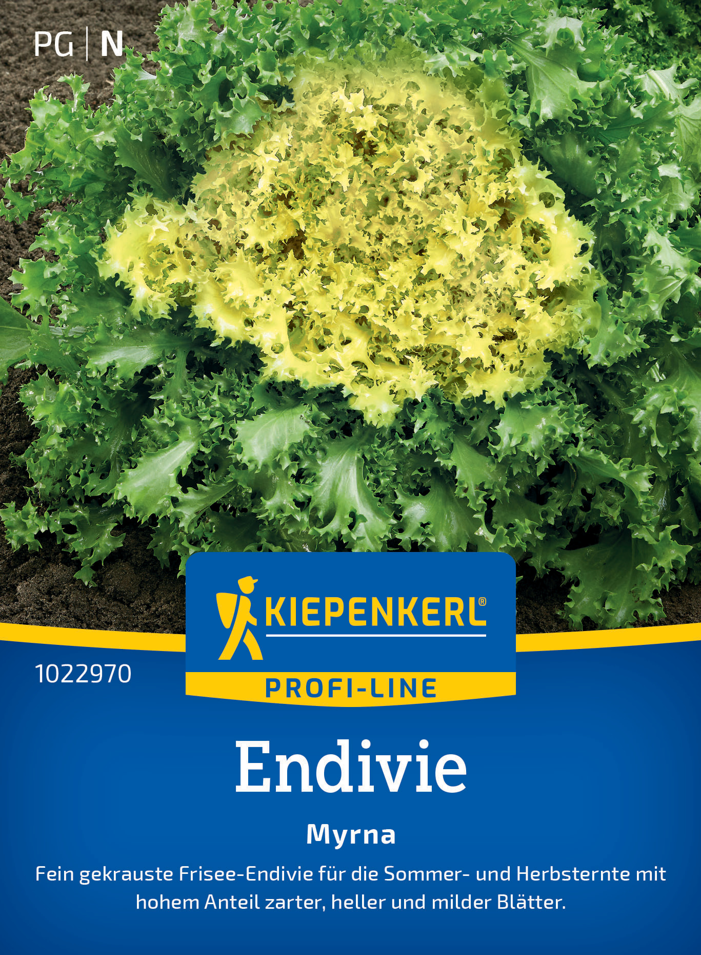 Endivie Myrna