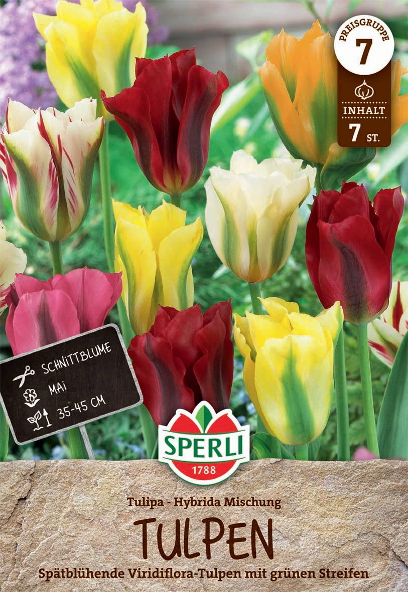 Viridiflora-Tulpe Mischung