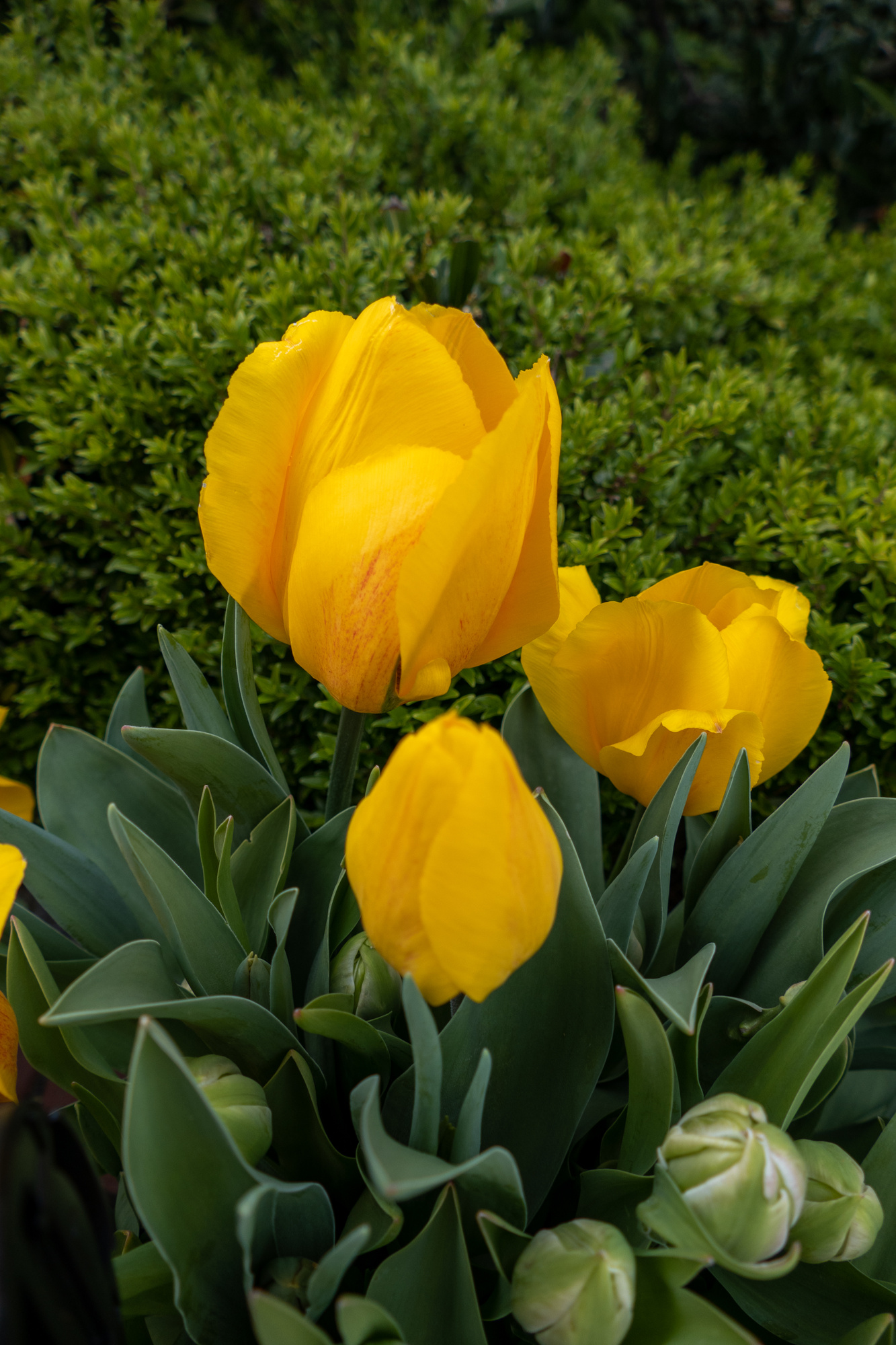 Einfache Frühe Tulpen Yellow Flair Einfache Frühe Tulpen Yellow Flair