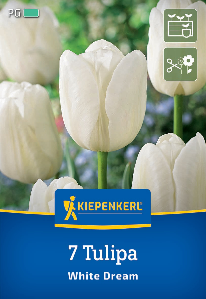 Triumph-Tulpe White Dream