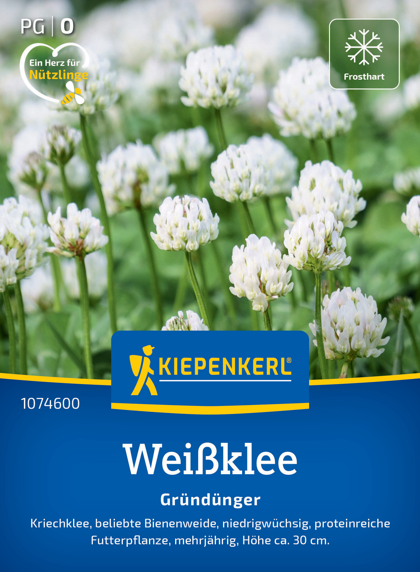 Weißklee Kriechklee Weißklee Kriechklee