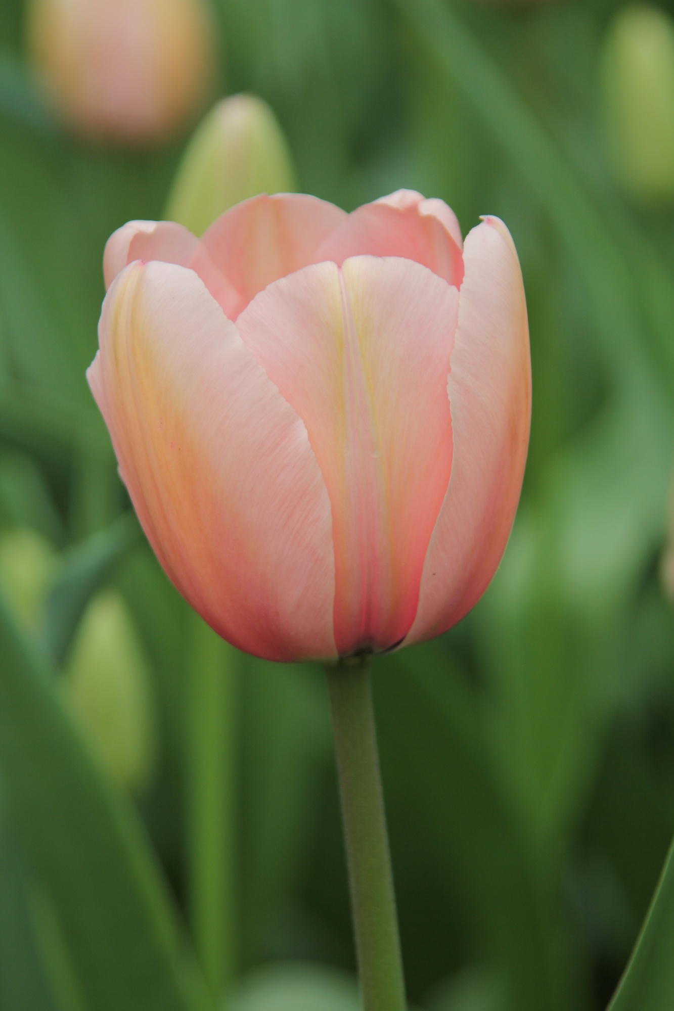 Darwin-Hybrid-Tulpen Salmon Impression Darwin-Hybrid-Tulpen Salmon Impression