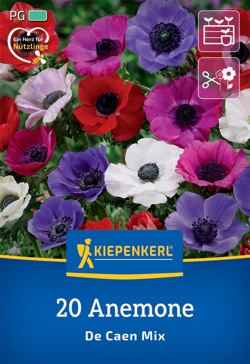 Kronen-Anemone De Caen Mischung
