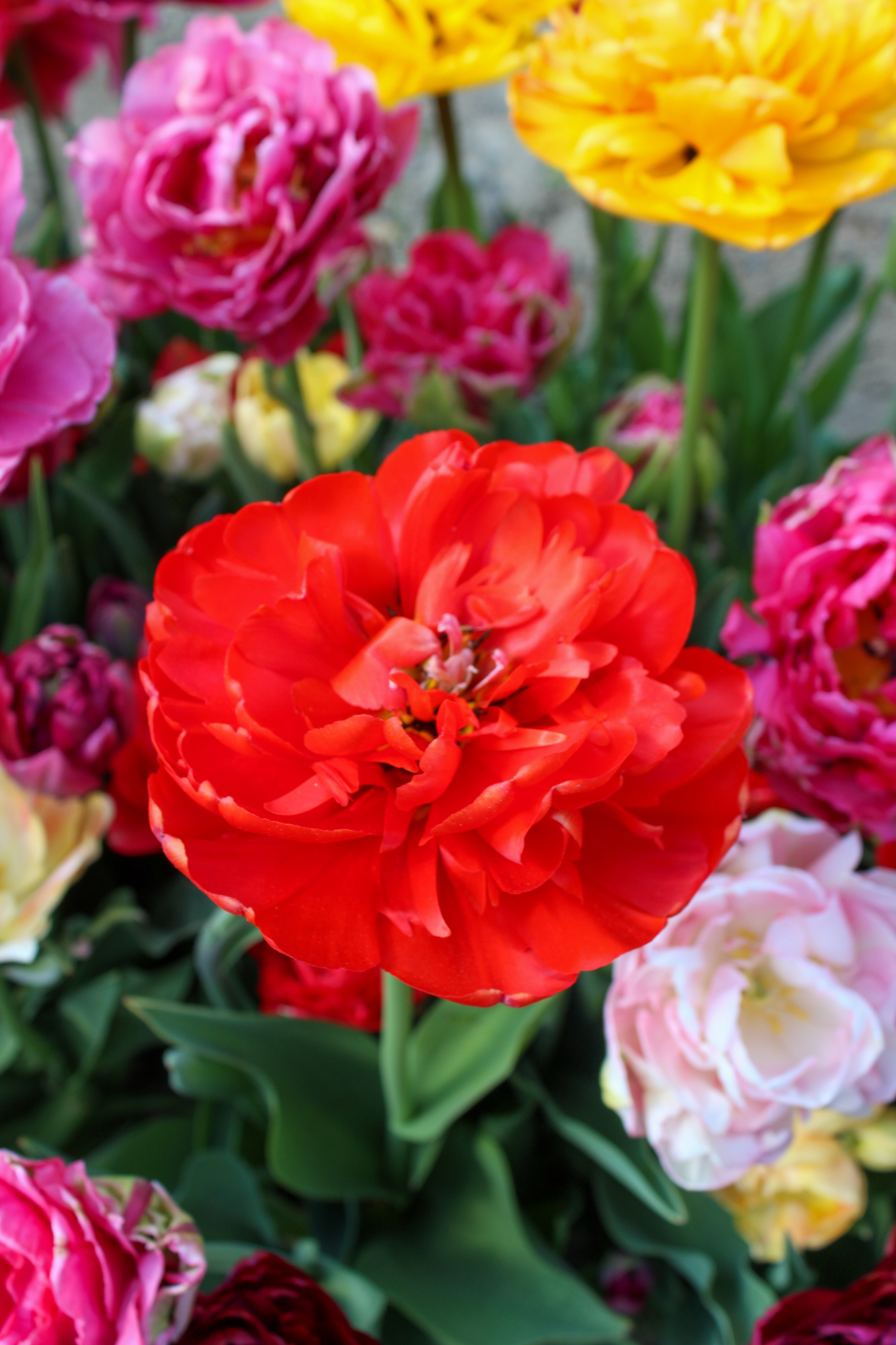 Gefüllte Späte Tulpen Miranda Gefüllte Späte Tulpen Miranda