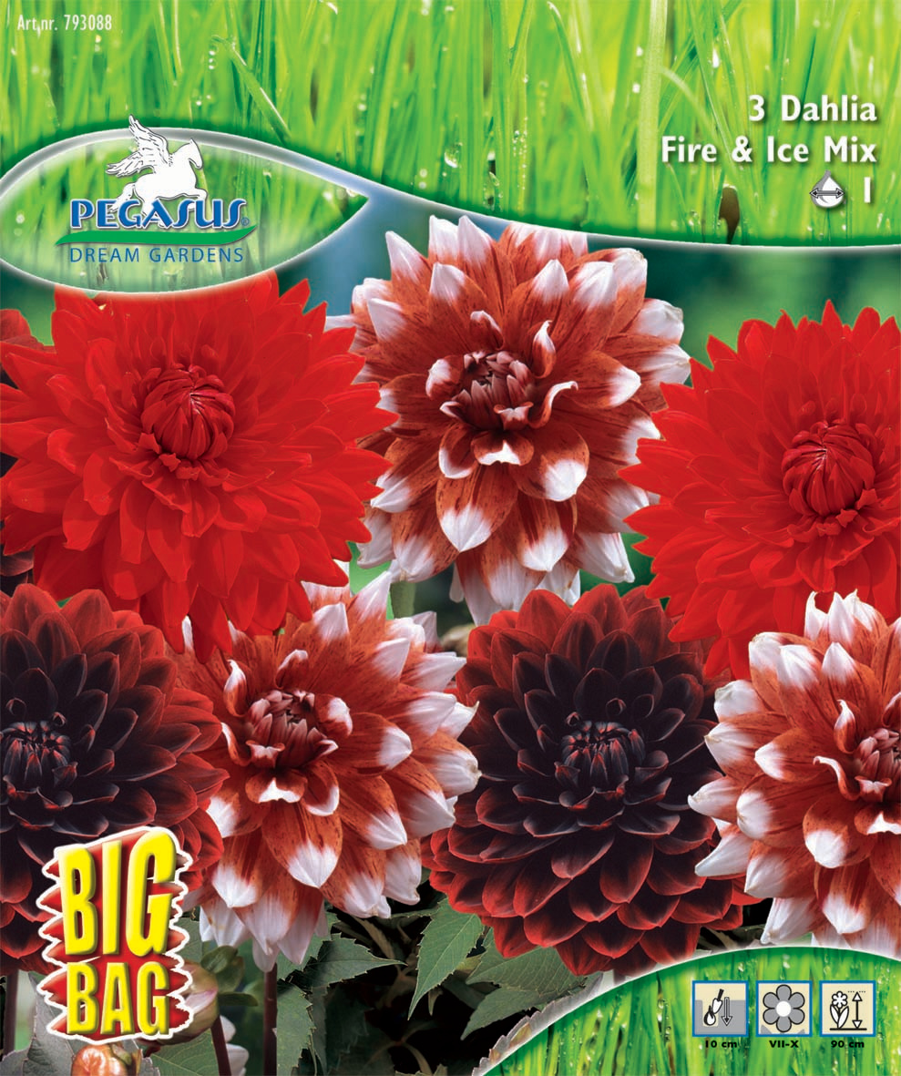 Dahlie Fire and Ice Mischung