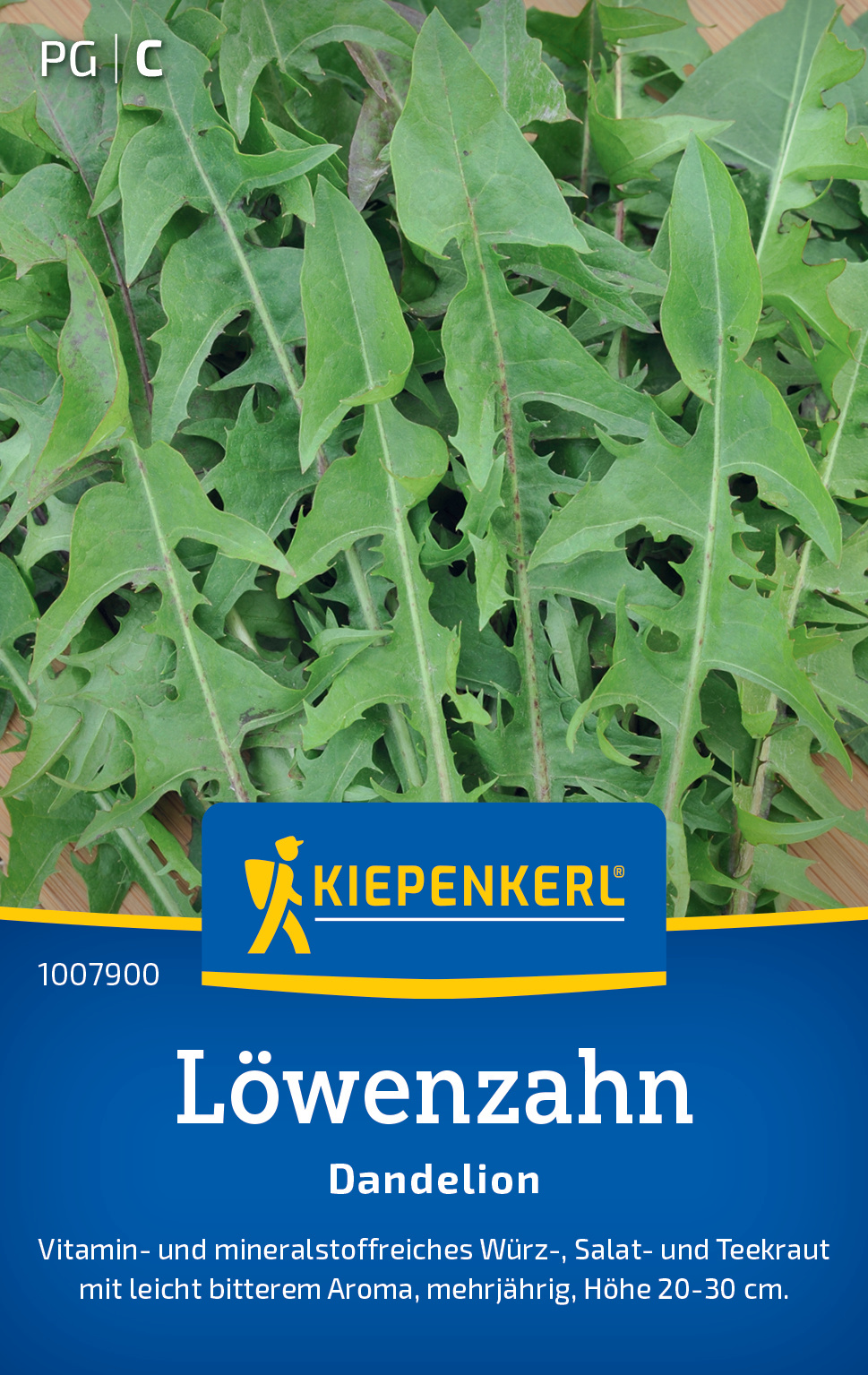 Löwenzahn Dandelion Löwenzahn Dandelion