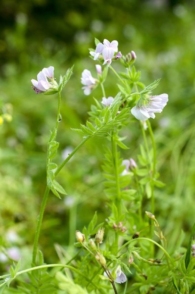 Serradella Serradella