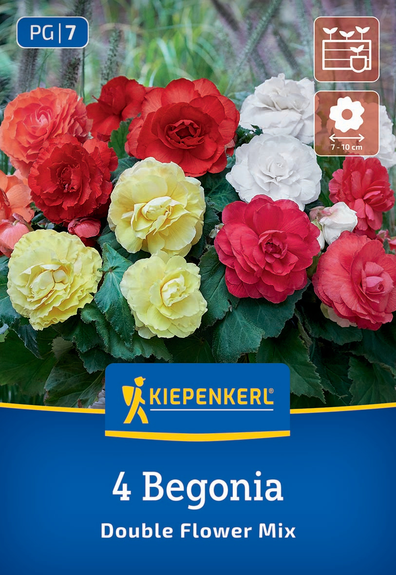 Knollenbegonie Gefüllte Mischung