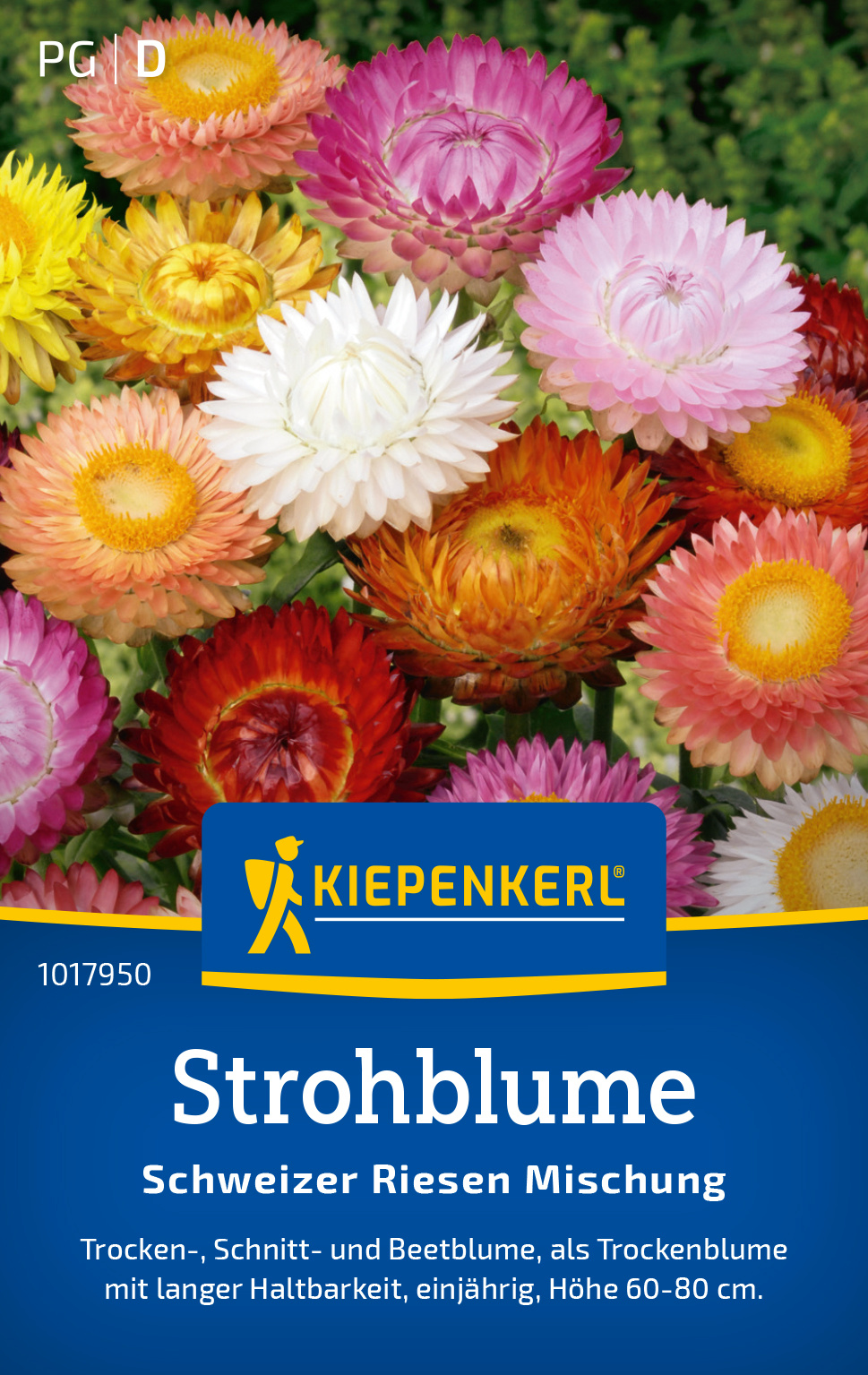 Strohblume Schweizer Riesen Mischung