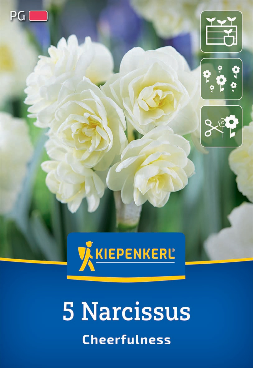 Poetaz Narzisse Cheerfulness