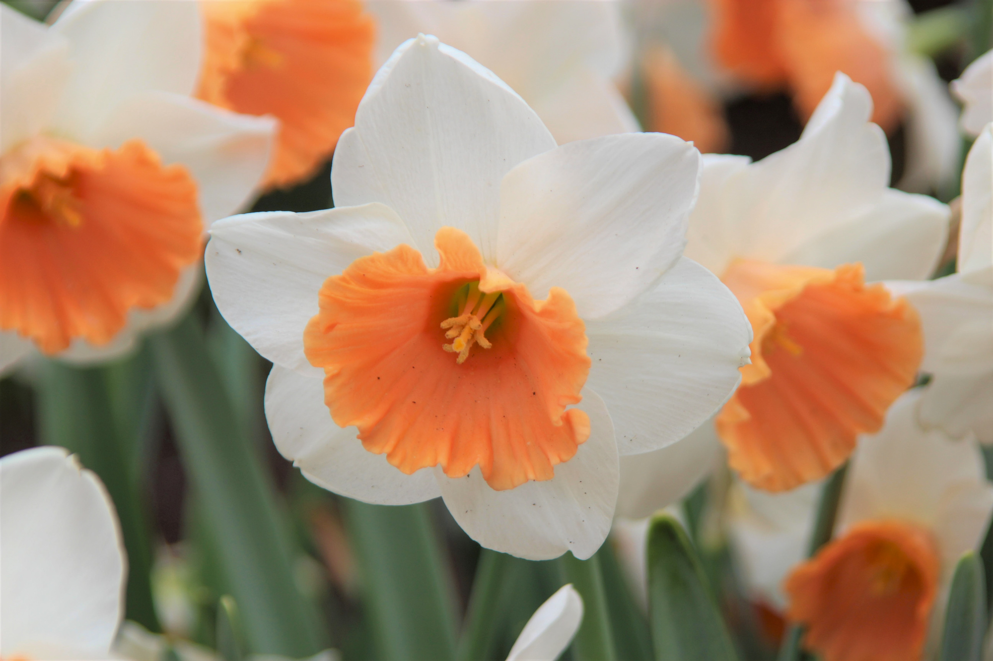 Großkronige Narzissen Chromacolor Großkronige Narzissen Chromacolor