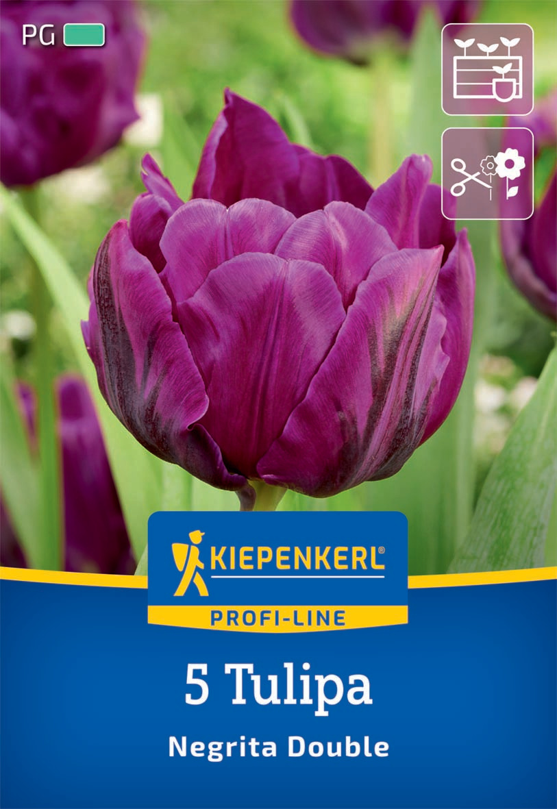 Profi-Line Gefüllte späte Tulpe Negrita Double