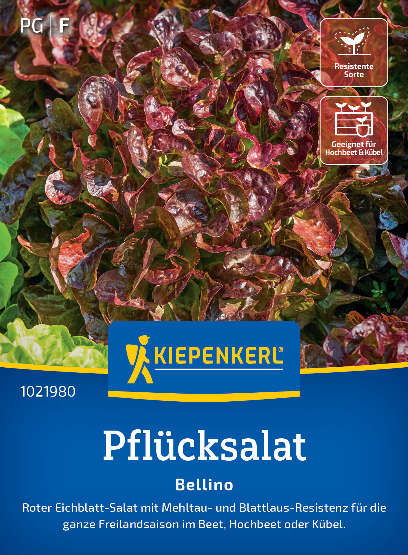 Pflücksalat Bellino (Schnittsalat) Pflücksalat Bellino (Schnittsalat)