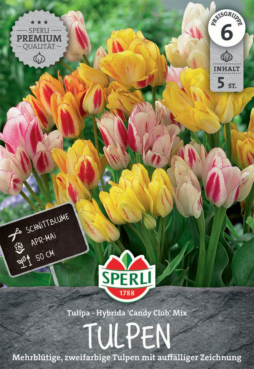 Premium Einfache Späte Tulpe Candy Club Mix