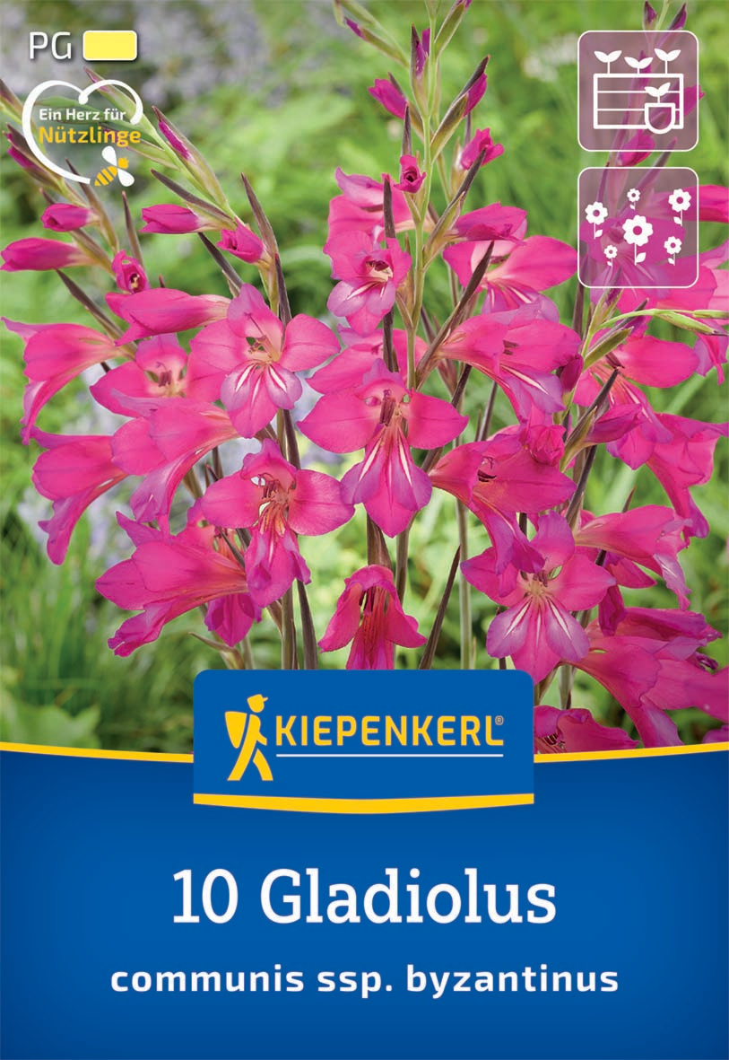Wild-Gladiole Wild-Gladiole