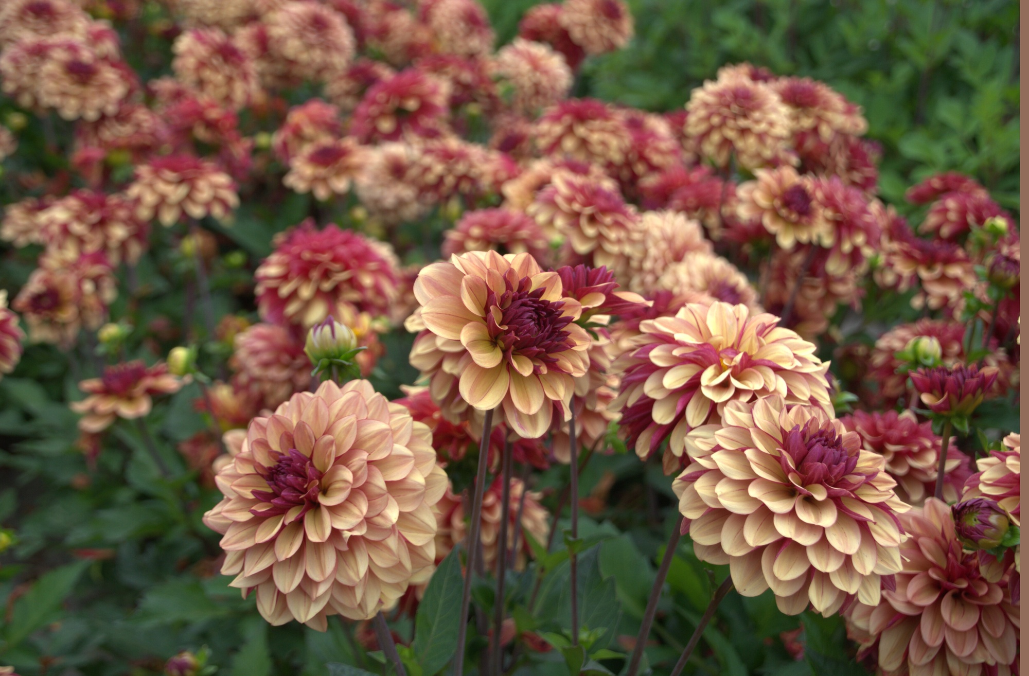 Dekorative Dahlien Crème de Cognac