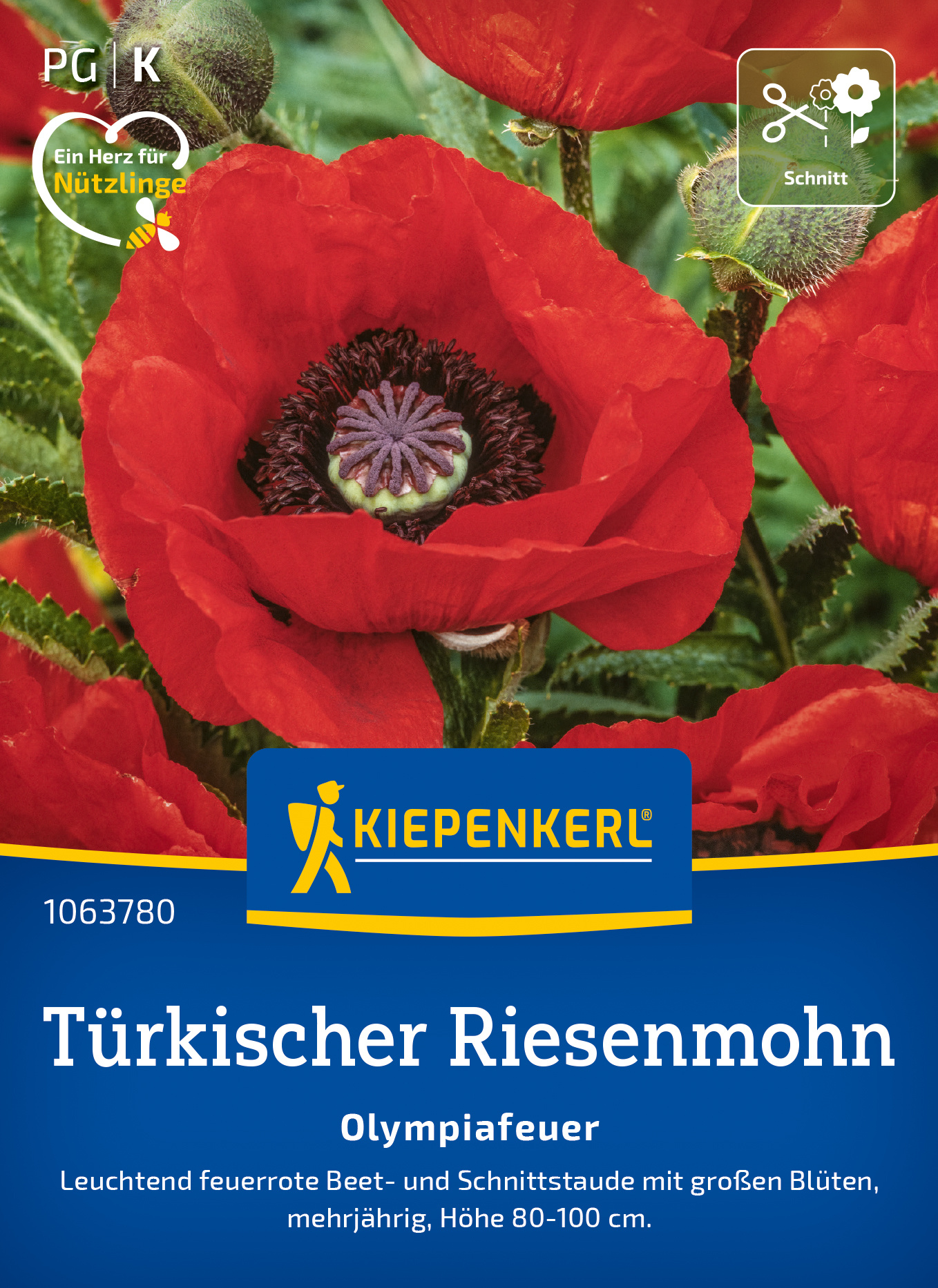 Türkischer Riesemohn Olympiafeuer