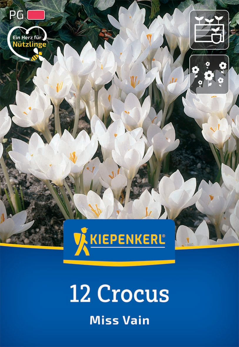 Botanischer Krokus Miss Vain Botanischer Krokus Miss Vain