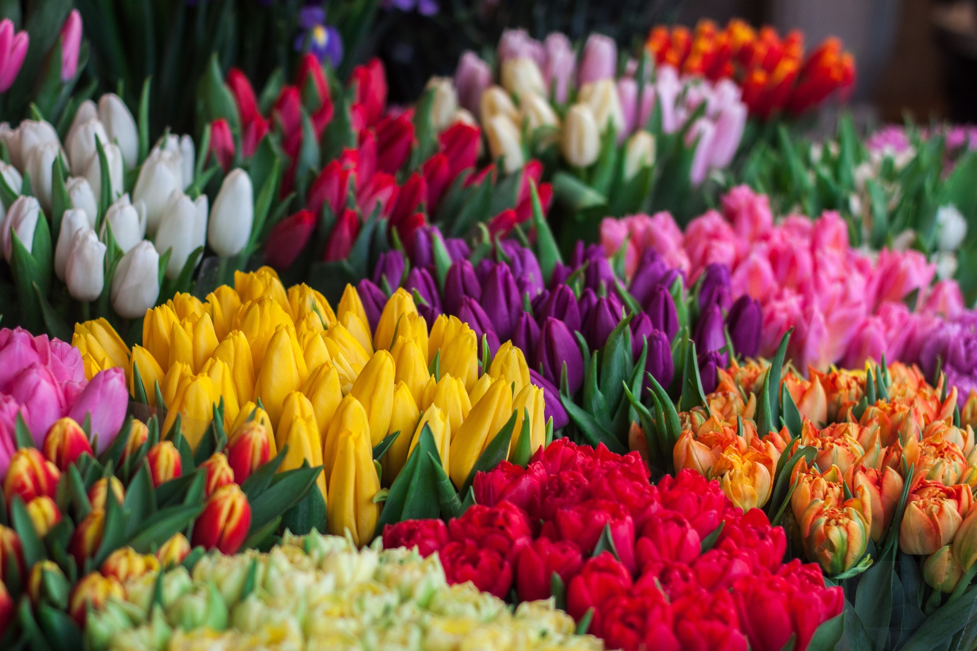 Schnitt-Tulpen Rosa Schnitt-Tulpen Rosa