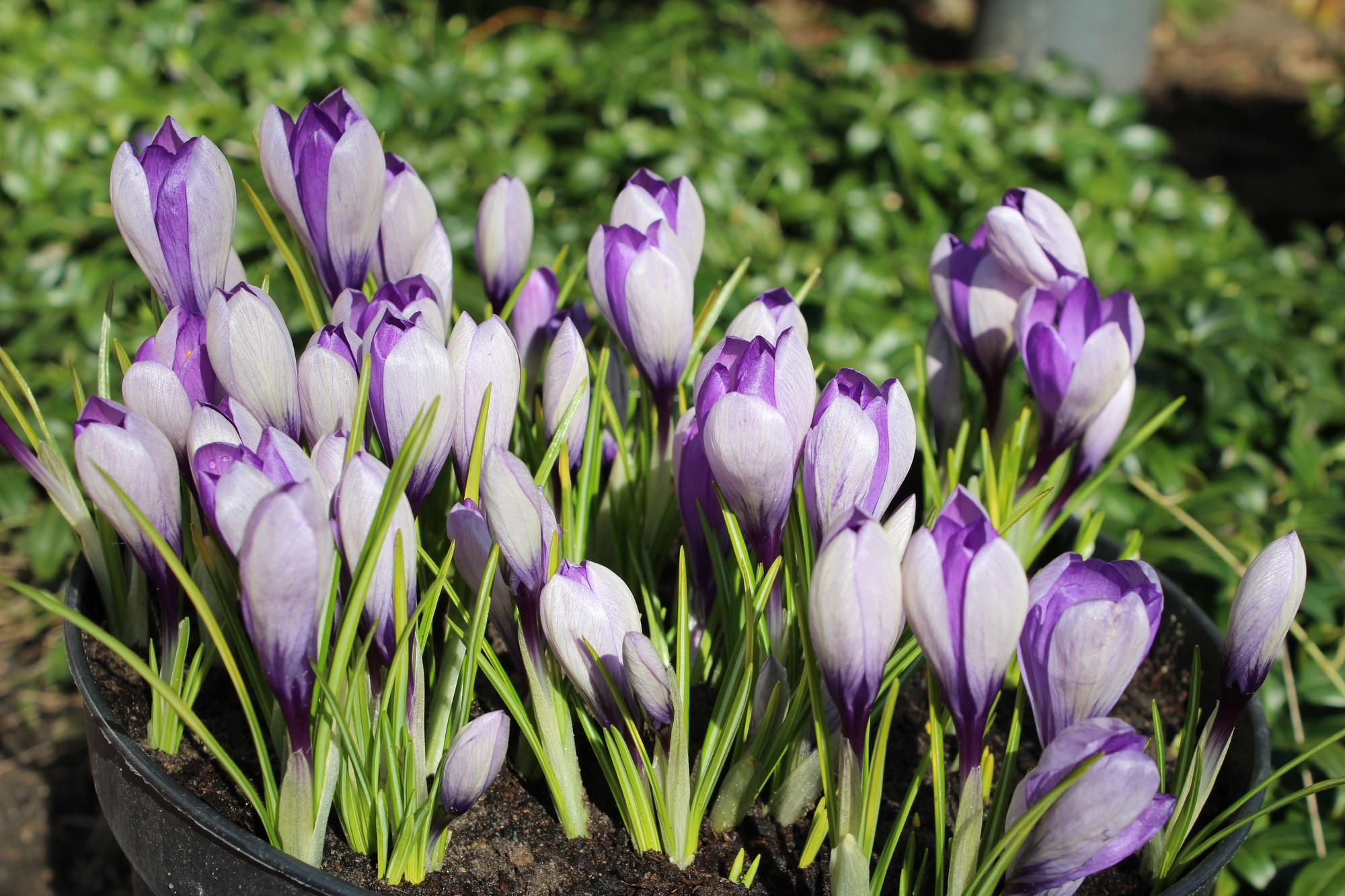 Crocus vernus Vanguard Crocus vernus Vanguard