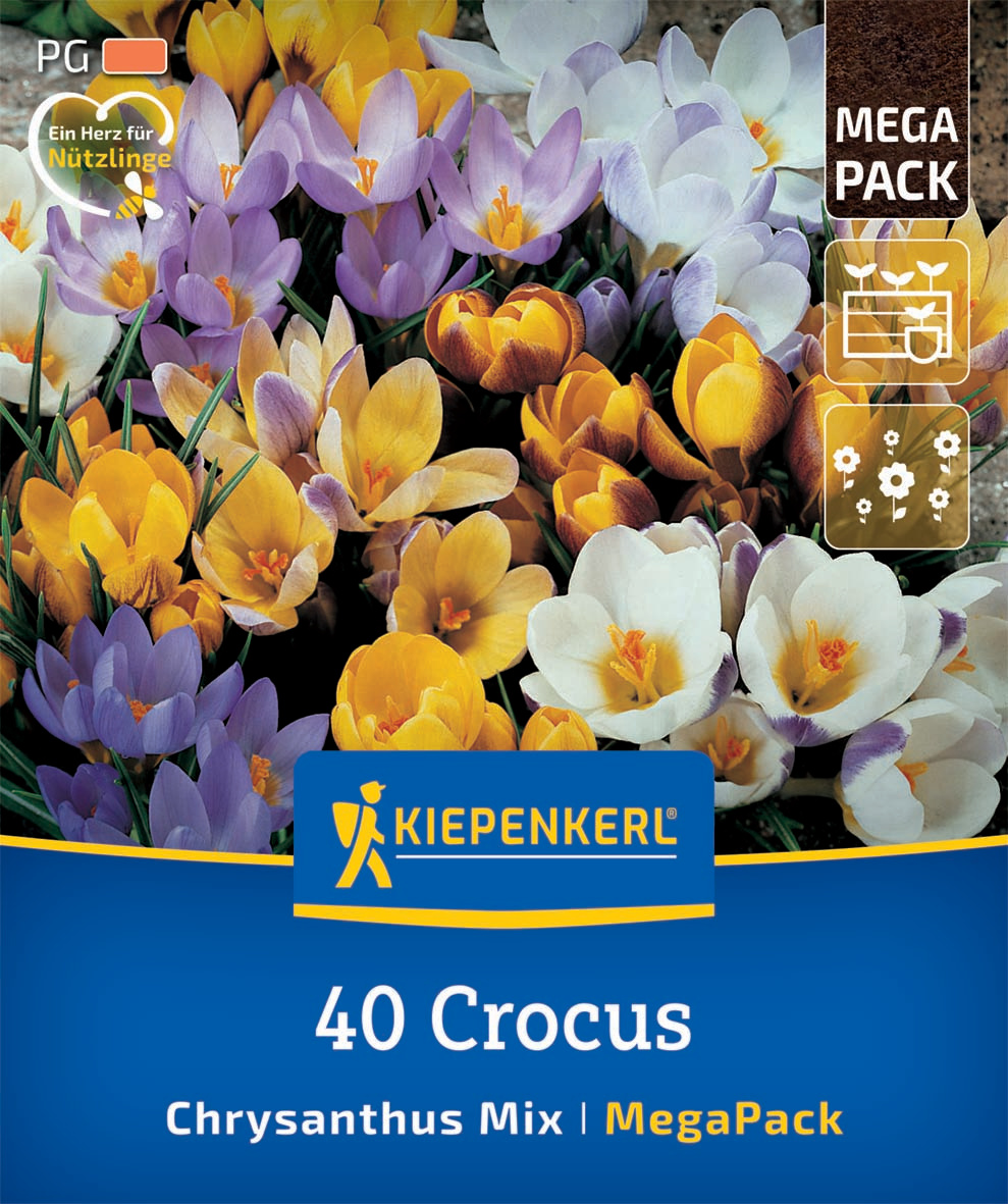 Mega-Pack Botanische Krokusmischung
