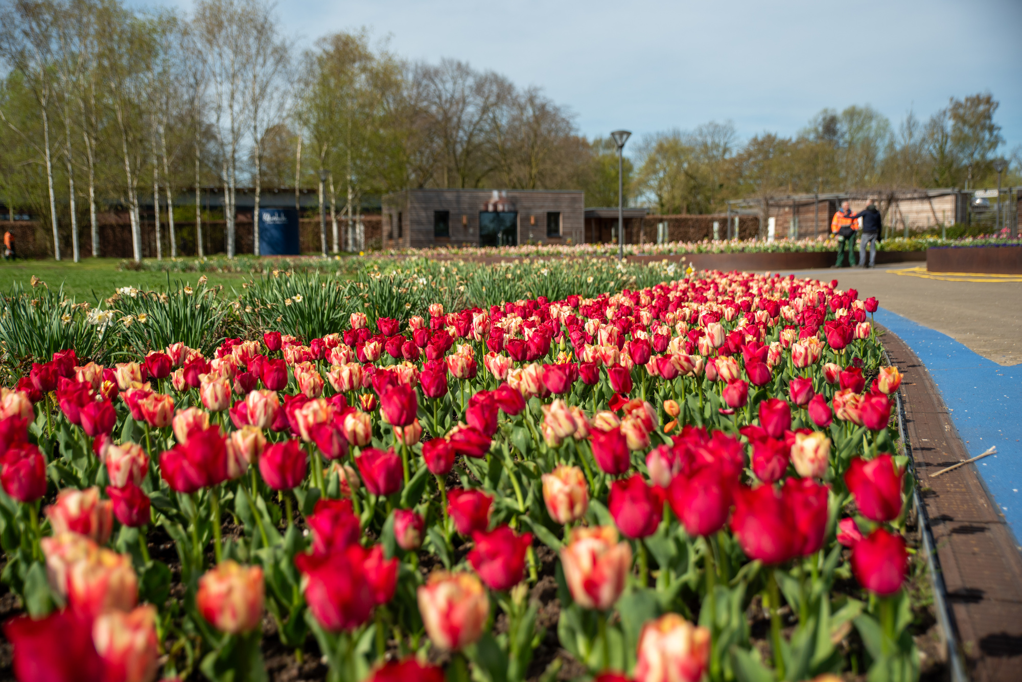 Tulpenmischung Spryngbreak