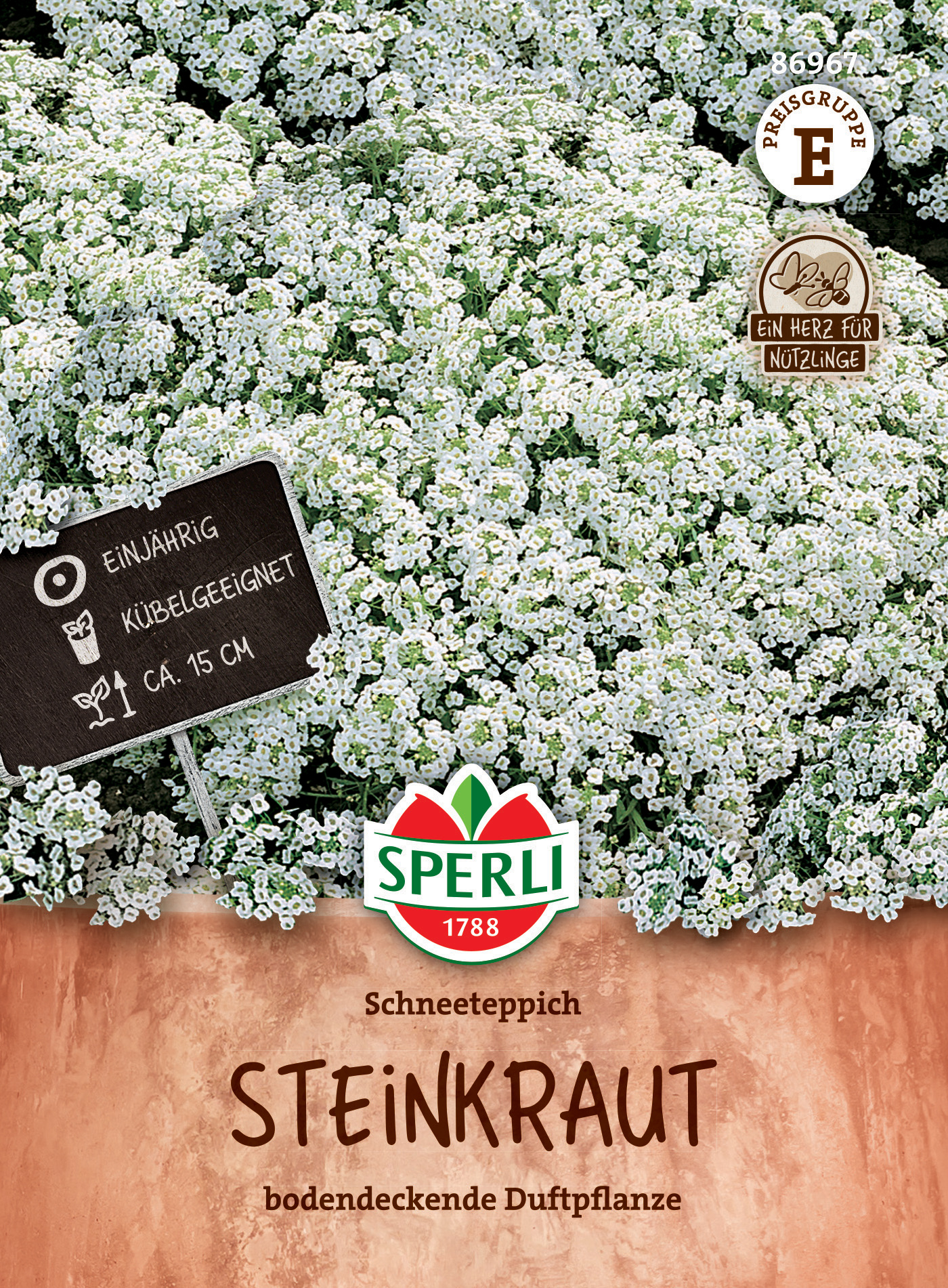 Steinkraut Schneeteppich Steinkraut Schneeteppich