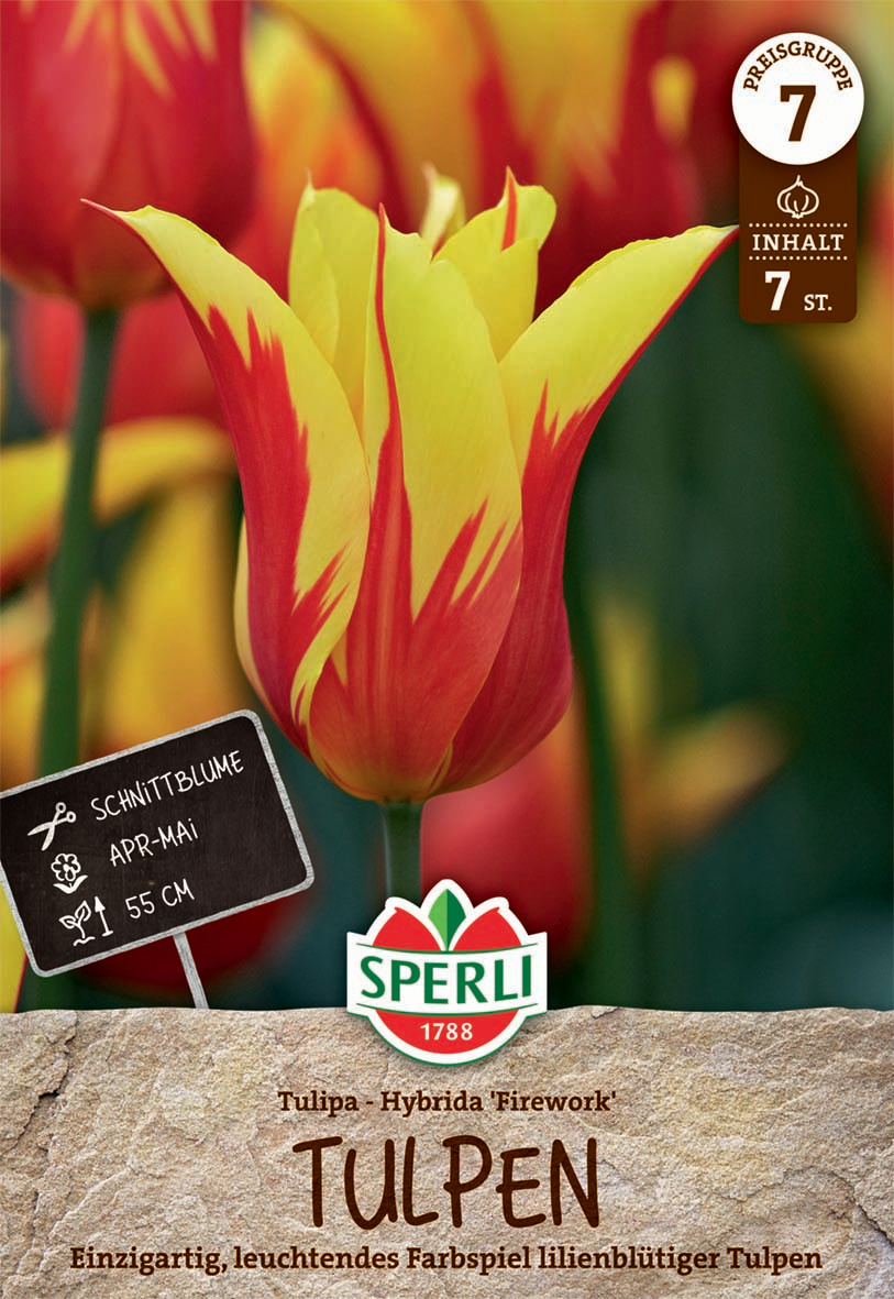 Lilienblütige Tulpe Firework