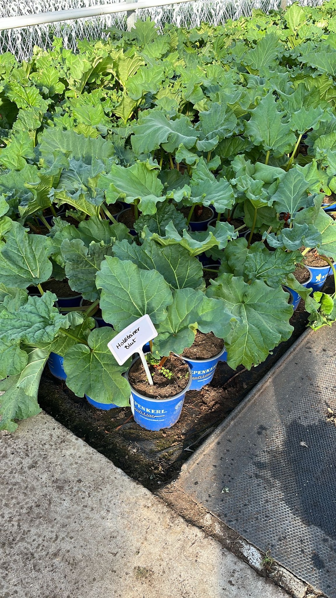 Rhabarber Holsteiner Blut