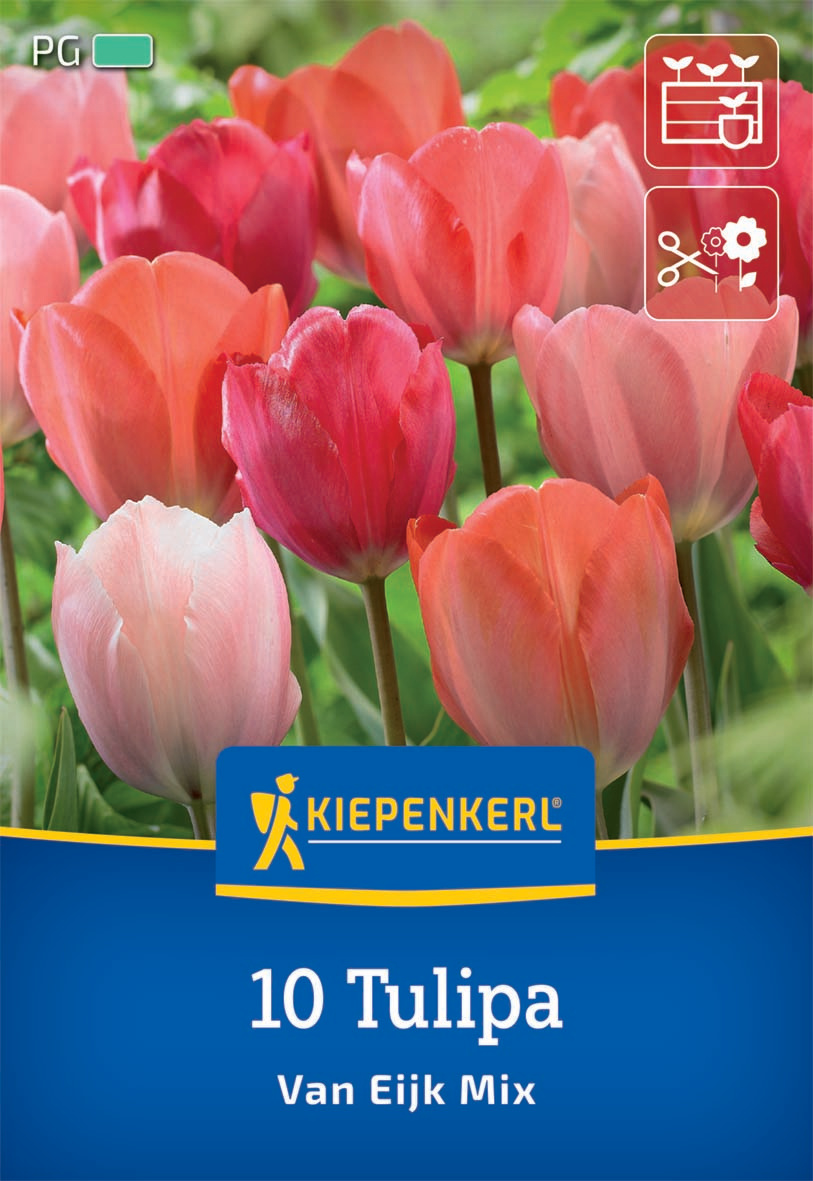 Darwin-Hybrid-Tulpe Van Eijk Mischung