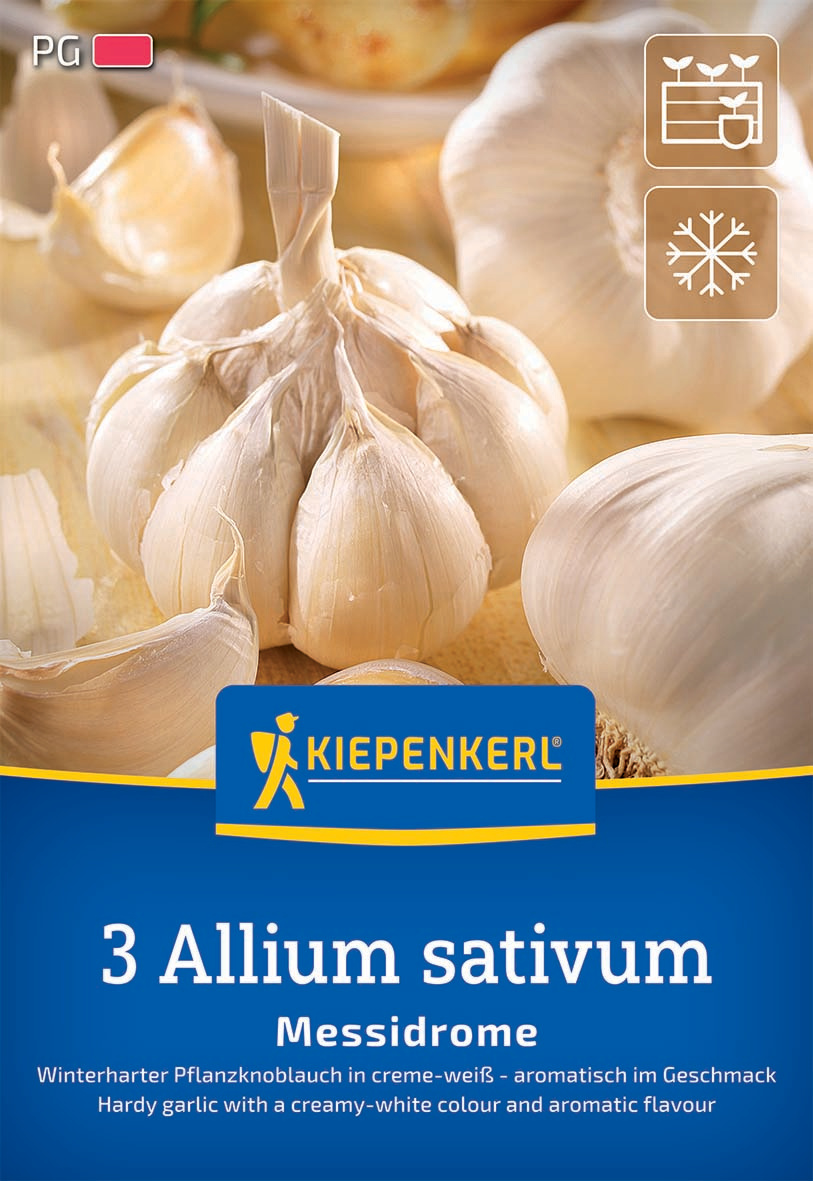 Winterpflanzknoblauch Messidrome - weiß