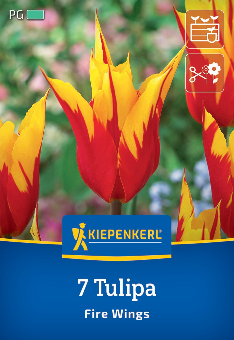 Lilienblütige Tulpe Fire Wings