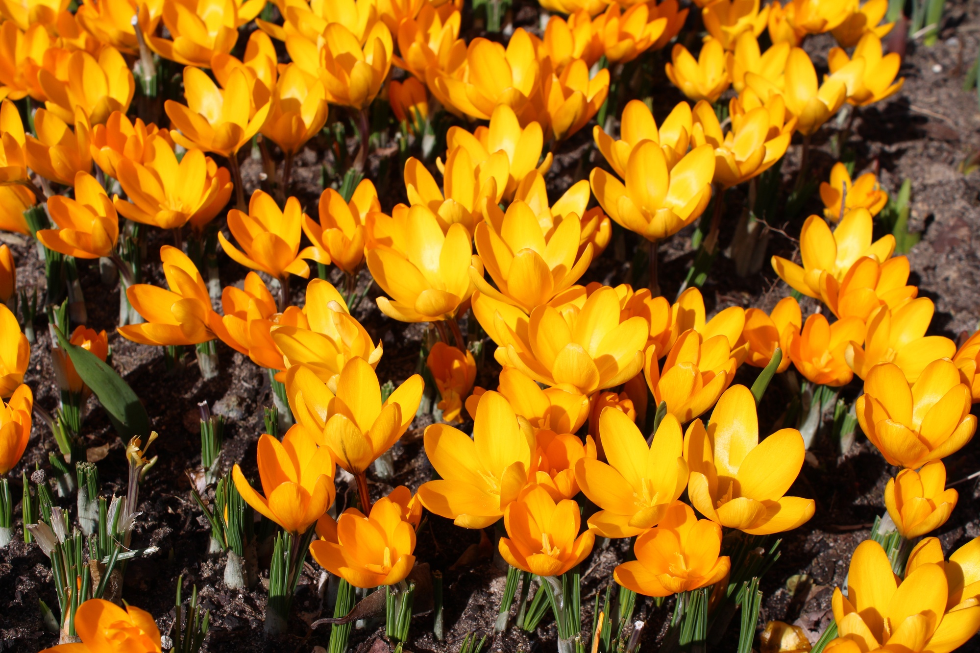 Crocus chrysanthus Goldilocks Crocus chrysanthus Goldilocks