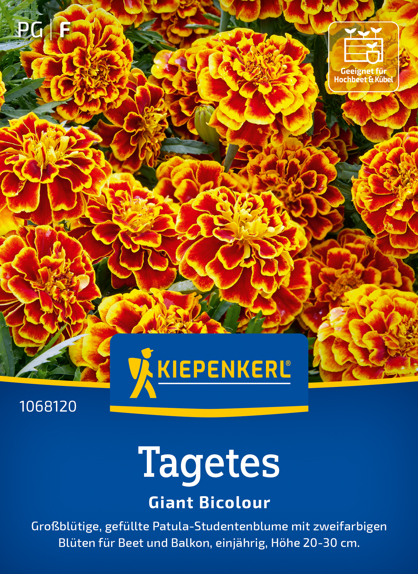 Tagetes Giant Bicolour