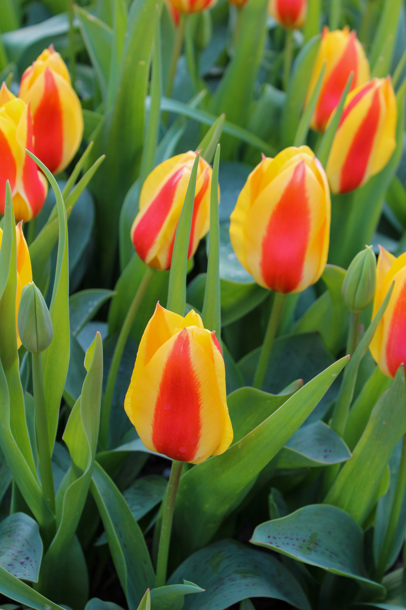 Kaufmanniana-Tulpen Glück Kaufmanniana-Tulpen Glück