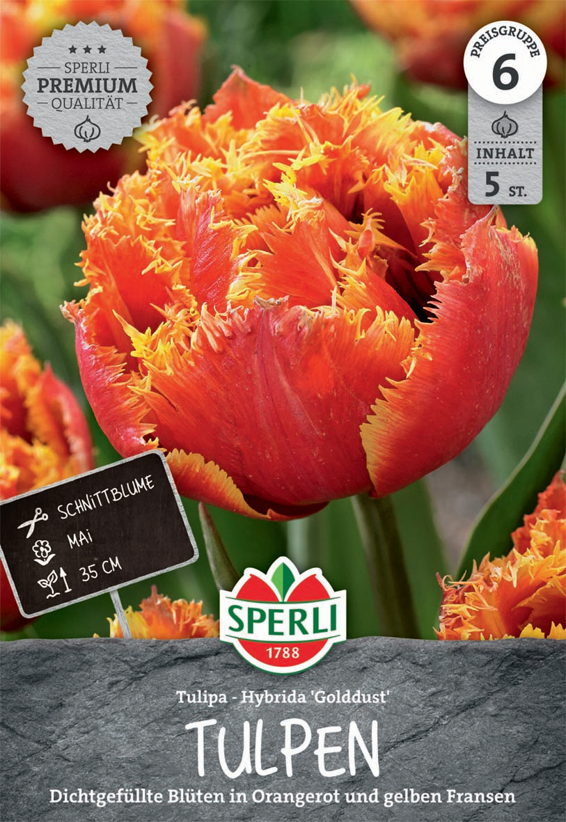 Premium Gefranste Tulpe Golddust