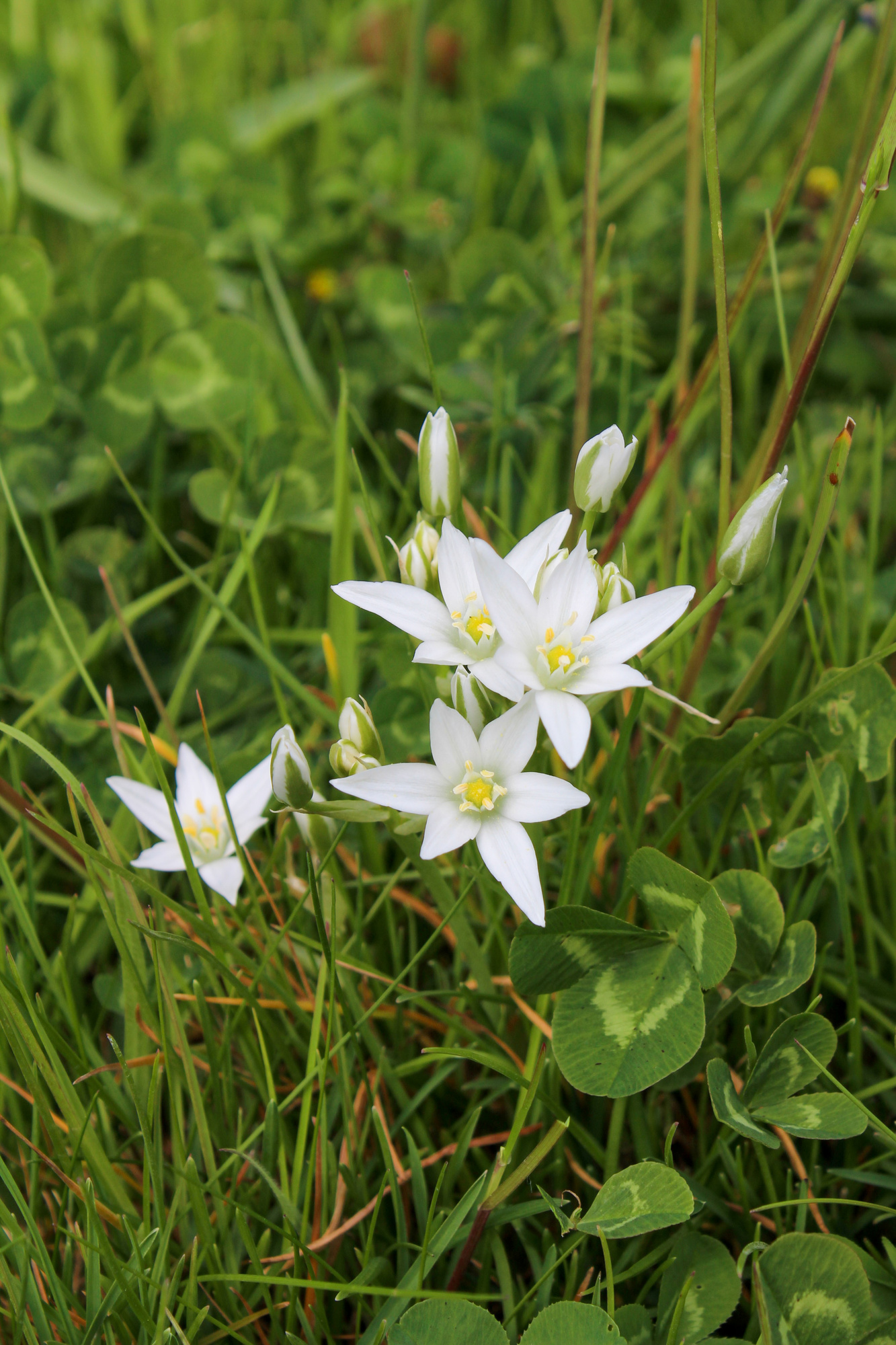 Ornithogalum umbellatum
