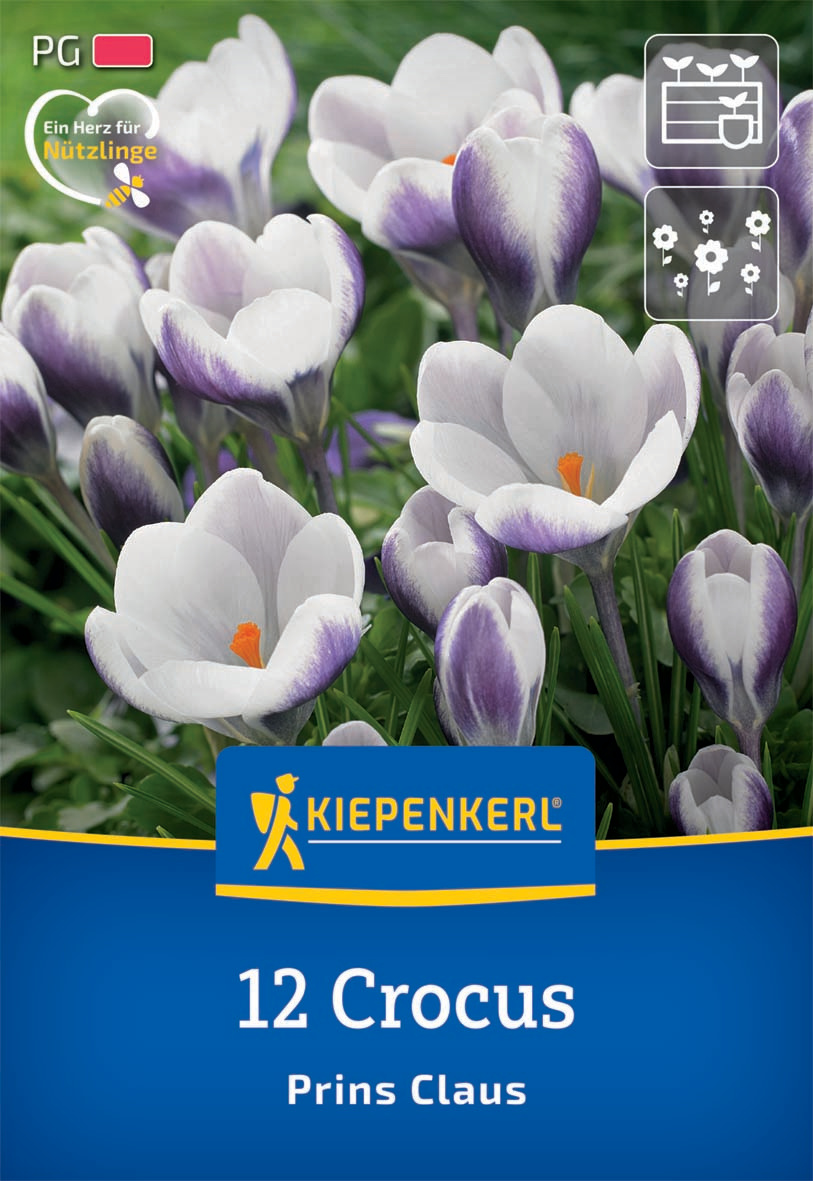 Botanischer Krokus Prins Claus
