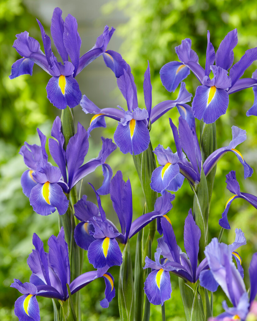 Iris hollandica Discovery
