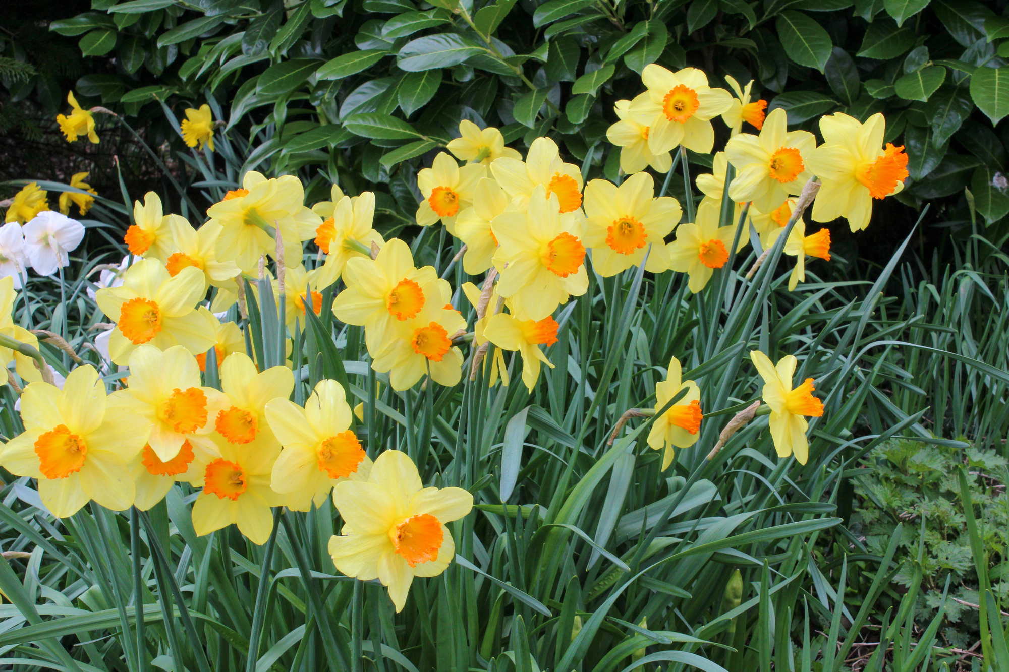 Großkronige Narzissen Fortune Großkronige Narzissen Fortune