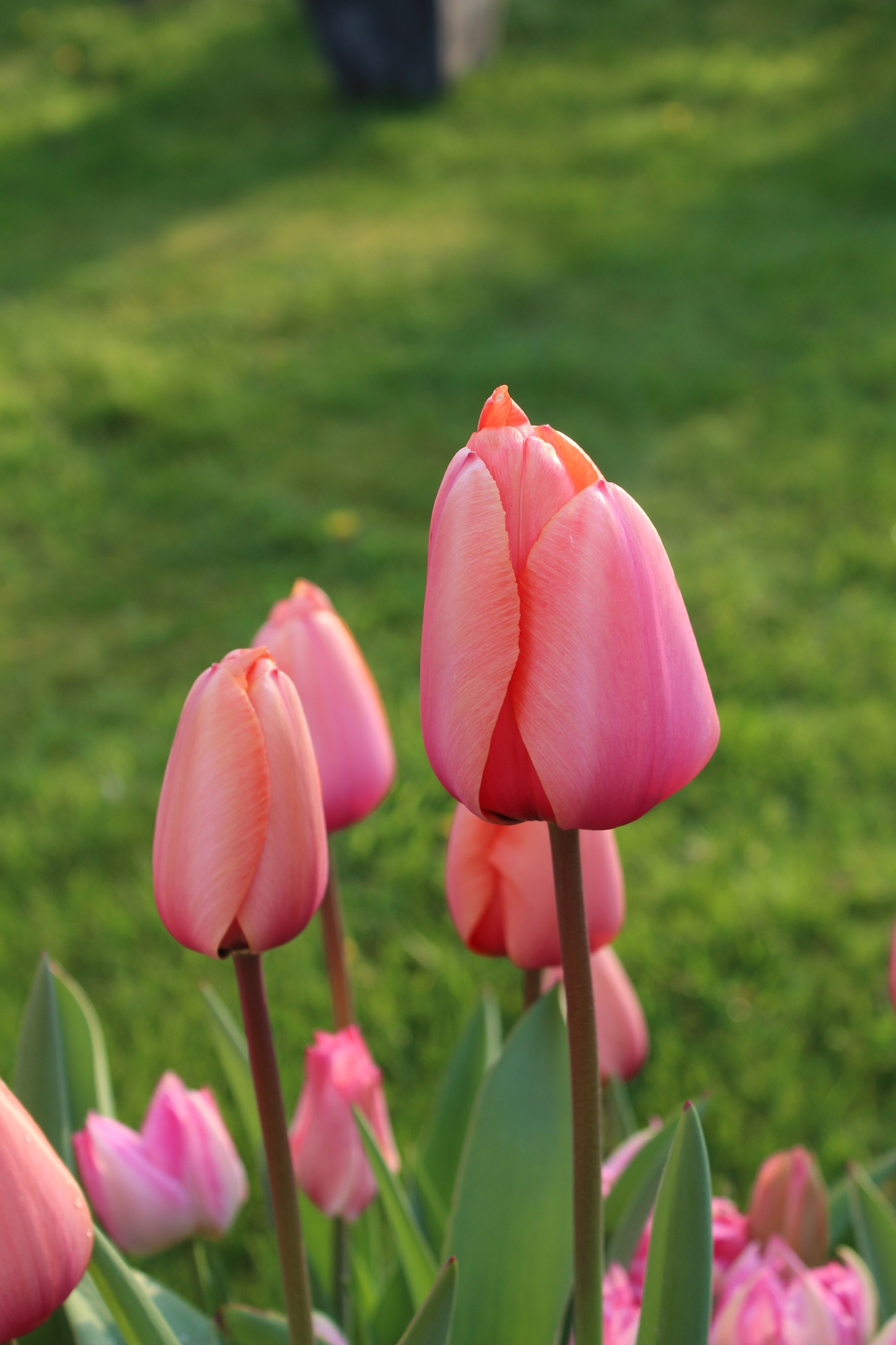 Einfache Späte Tulpen Menton
